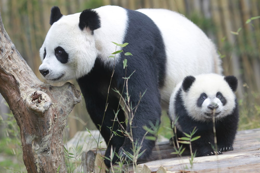 Zoo de Beauval